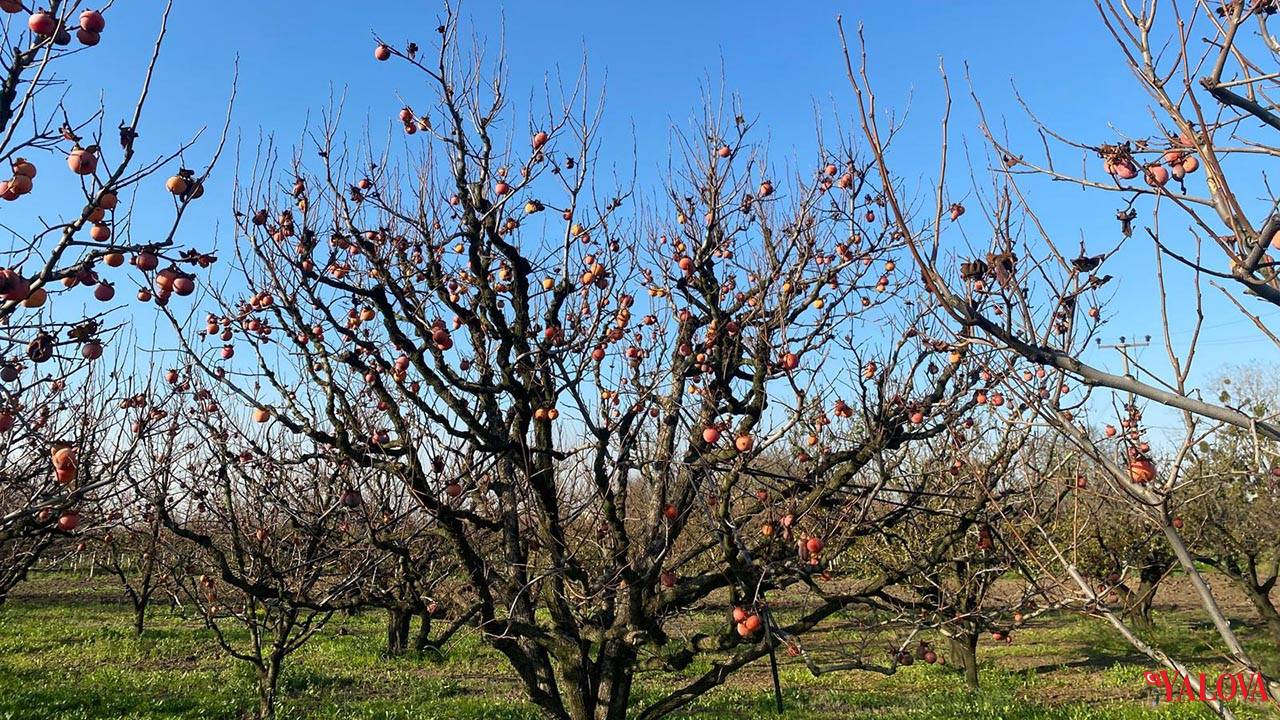 Yalova Altınova Hurma Kivi Ithalat