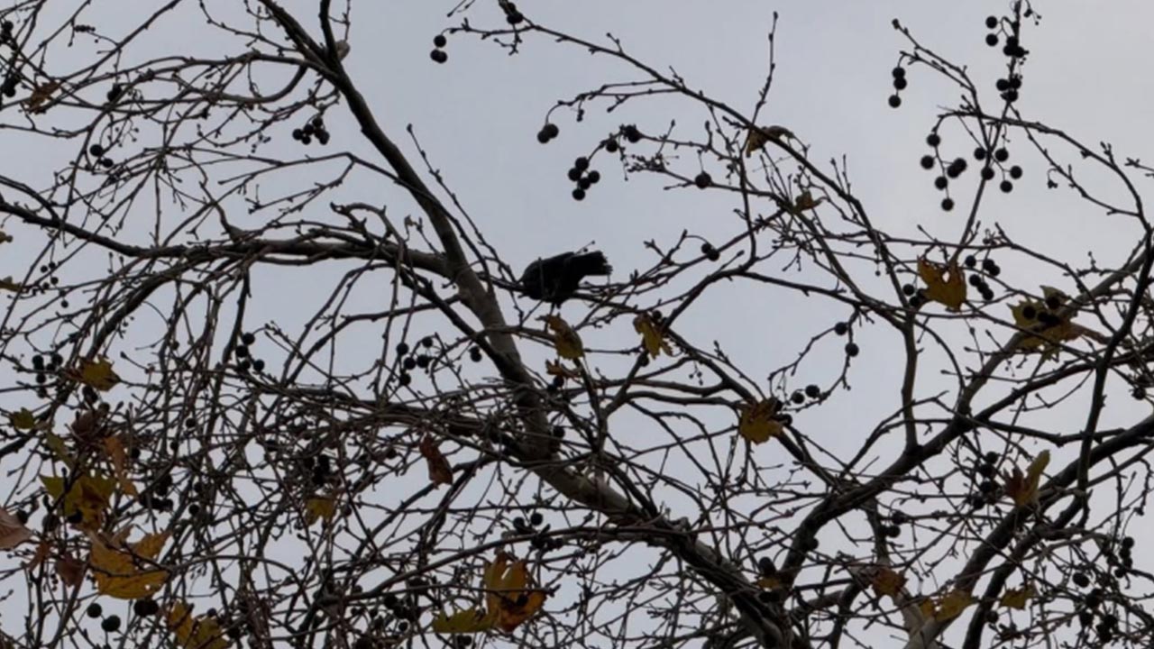 Yalova Belediye Itfaiye Mudurluk Parka Gac Yarali Karga Kurtarma Operasyon (1)