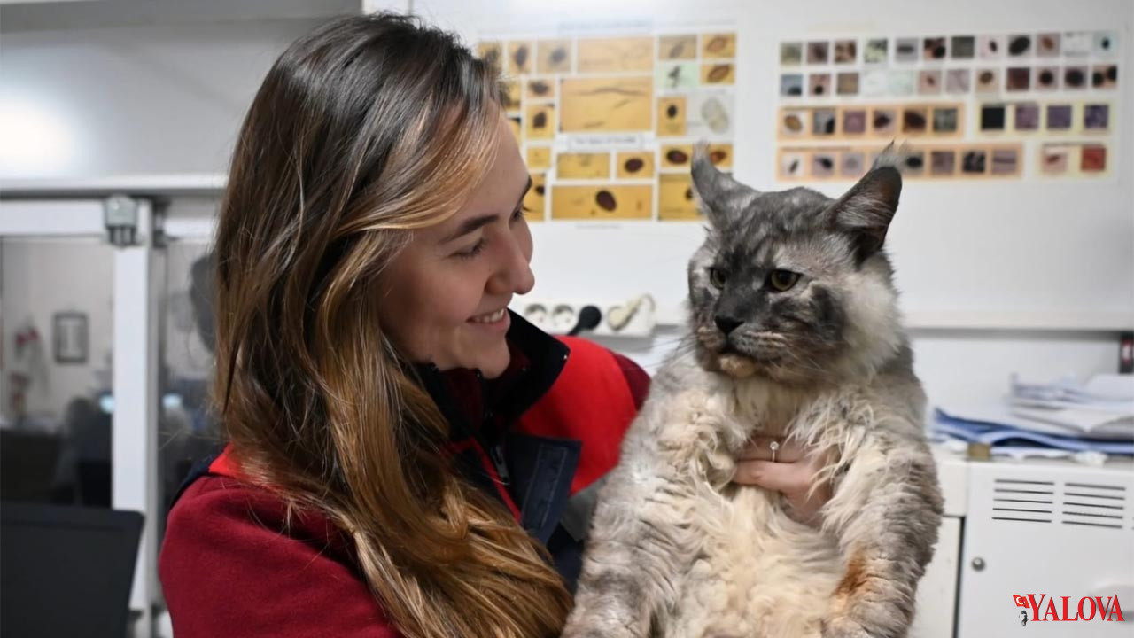Yalova Belediyesi Veteriner Isleri Mudurluk Maine Coon Erkek Cins Kedi Sahiplendirme (2)