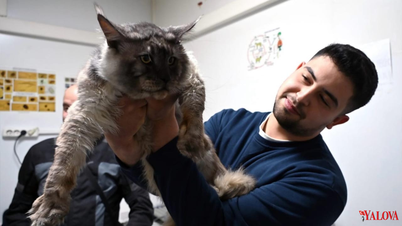 Yalova Belediyesi Veteriner Isleri Mudurluk Maine Coon Erkek Cins Kedi Sahiplendirme (3)