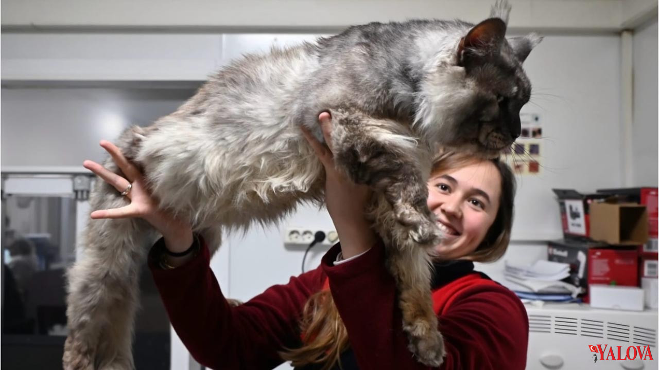 Yalova Belediyesi Veteriner Isleri Mudurluk Maine Coon Erkek Cins Kedi Sahiplendirme (4)