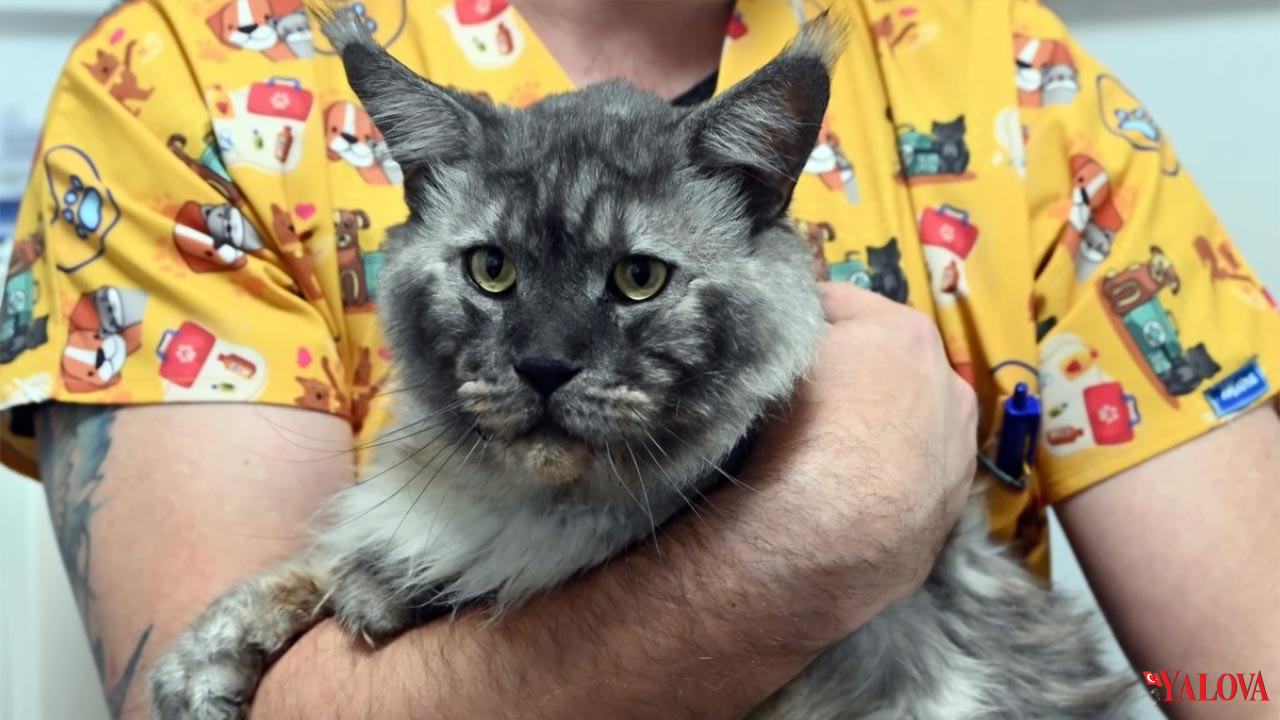 Yalova Belediyesi Veteriner Isleri Mudurluk Maine Coon Erkek Cins Kedi Sahiplendirme (5)