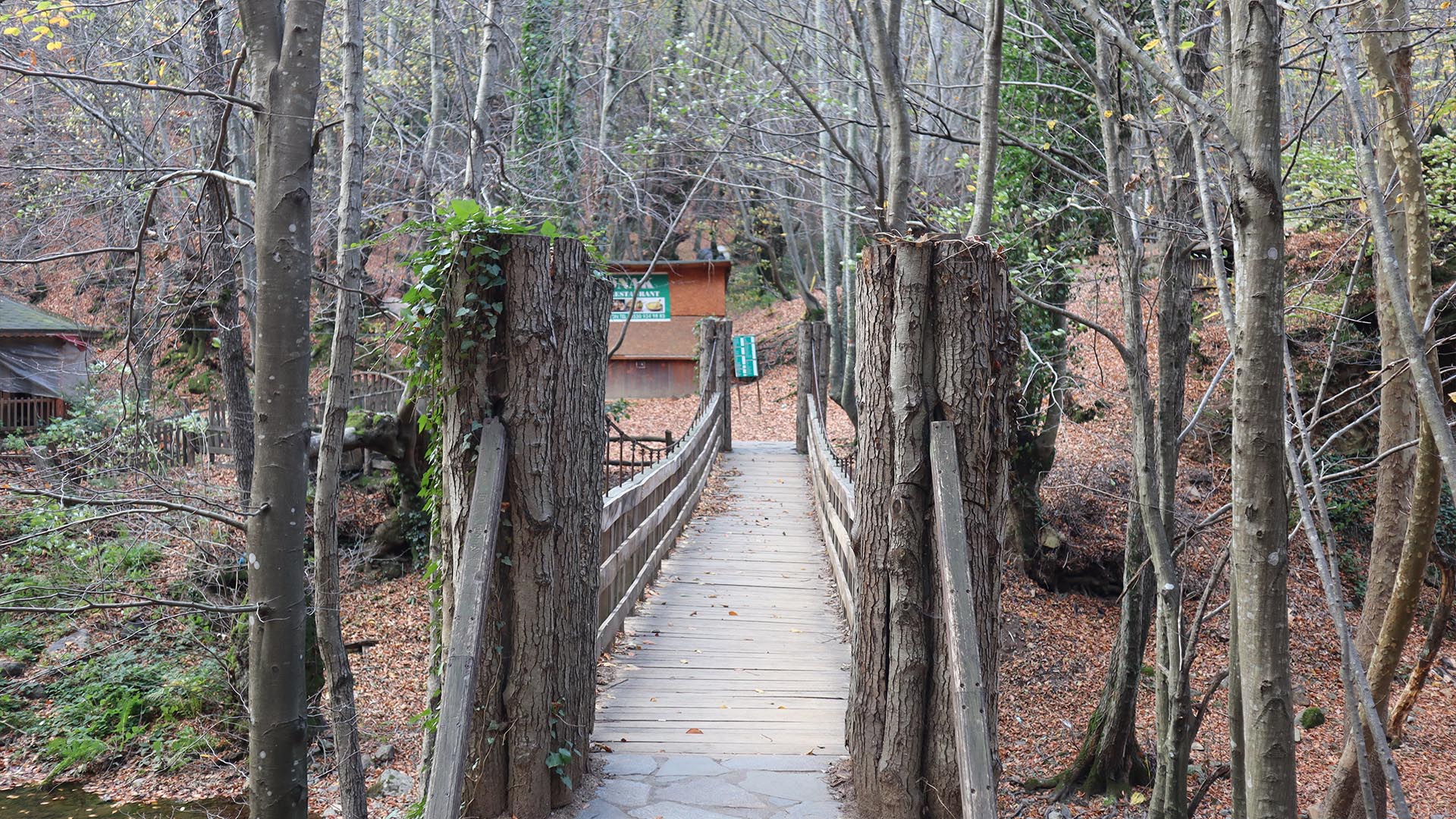 Yalova Çınarcık Erikli Şelale Orman (2)