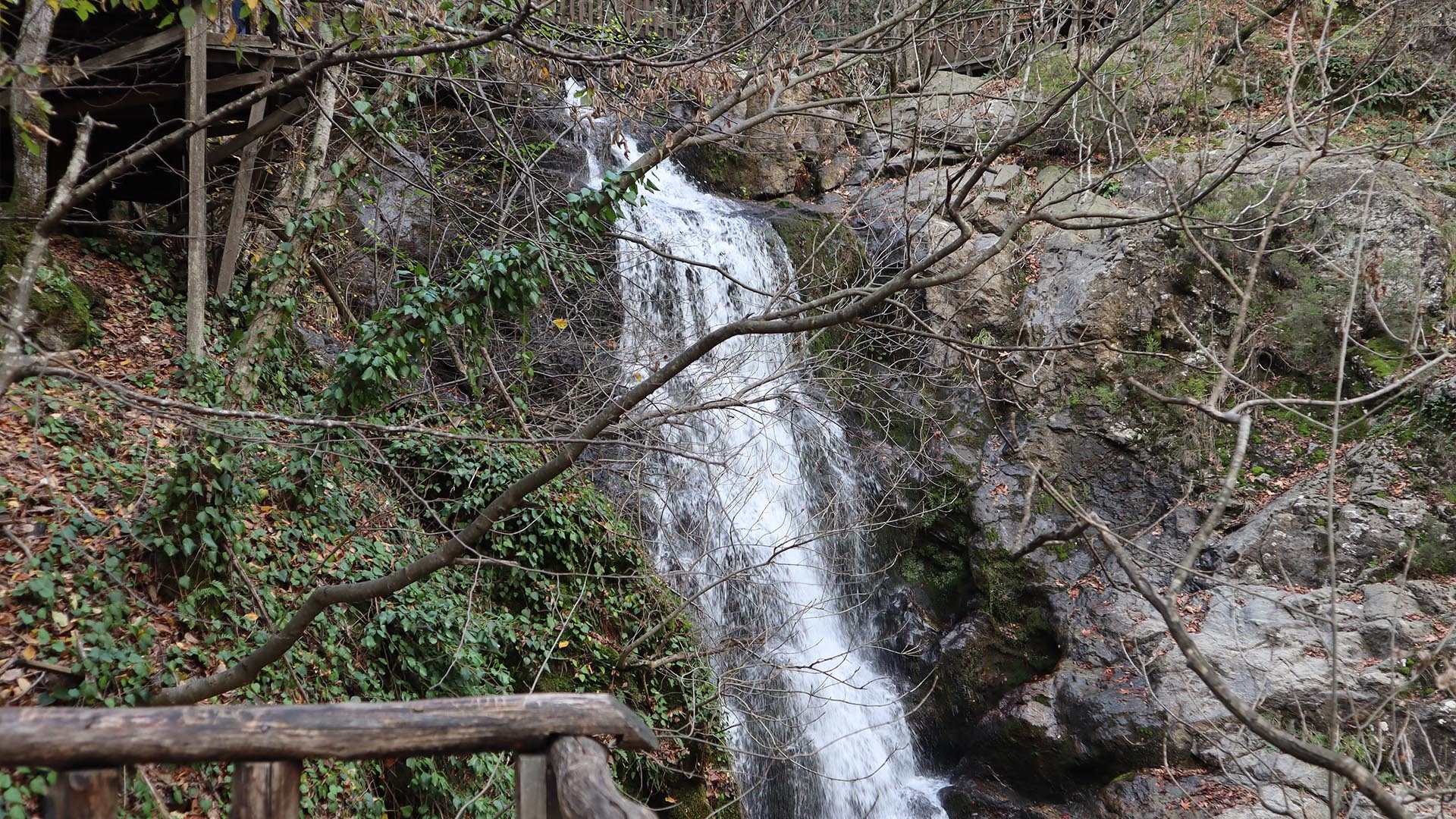 Yalova Çınarcık Erikli Şelale Orman (3)