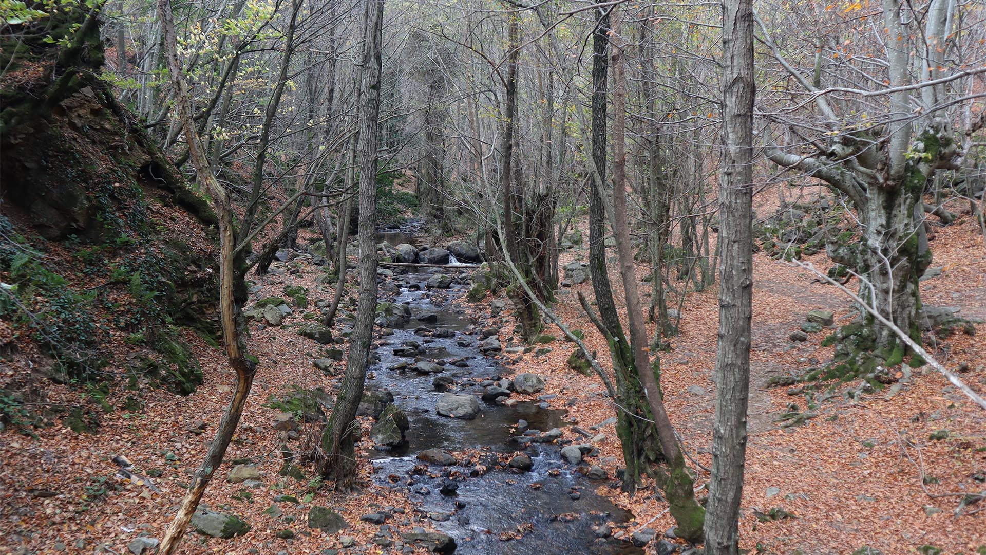 Yalova Çınarcık Erikli Şelale Orman