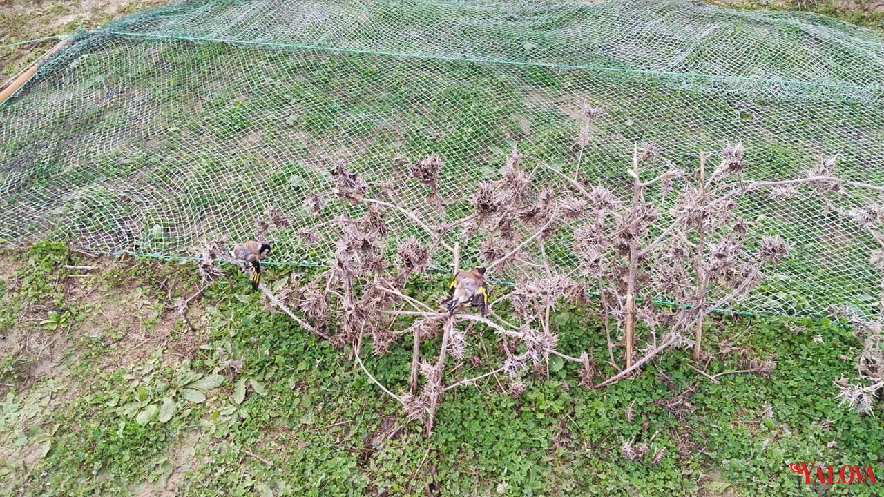 Yalova Il Jandarma Komutanlik Kilic Koyu Kacak Avcilik Operasyon (2)