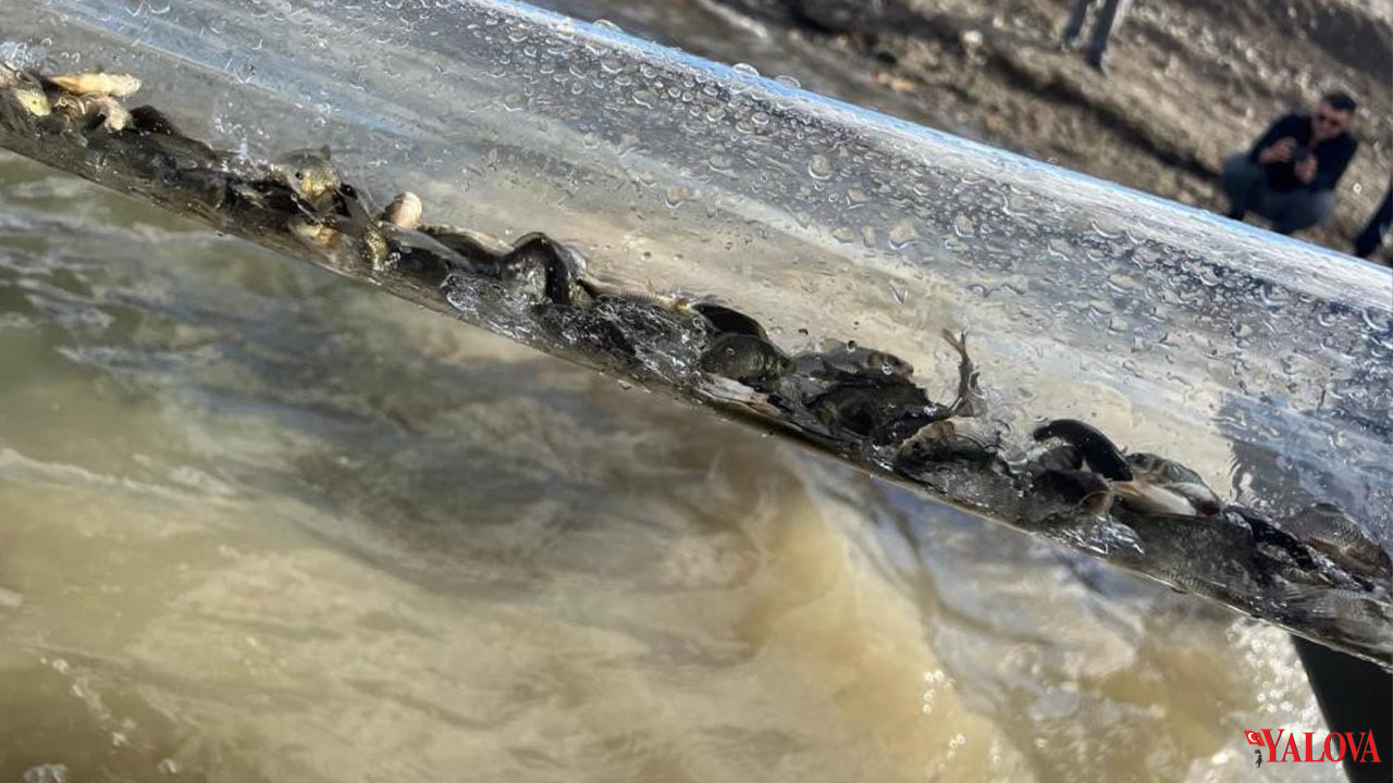 Yalova Turkiye Cumhuriyeti Tarim Orman Bakan Su Urunleri Kontrol Merkez Deniz Gol Balik Birakma (3)