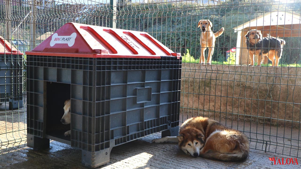 Yiğittürk’ten Evcil Hayvan Sahiplerine Çip Ve Karne Uyarısı (4)