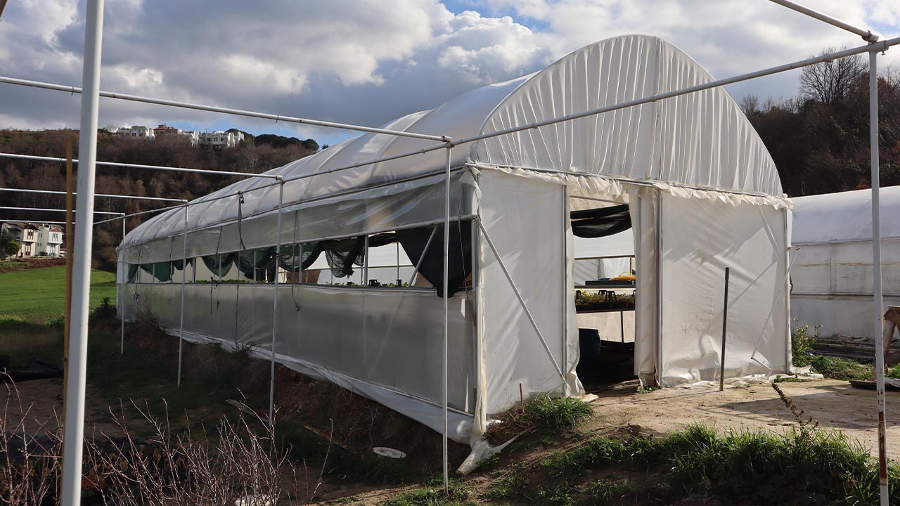 Yalova Tibbi Aromatik Bitki Sera Haber (2)