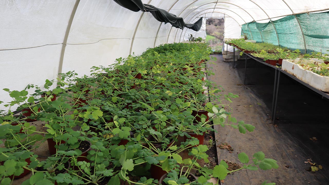 Yalova Tibbi Aromatik Bitki Sera Haber (7)