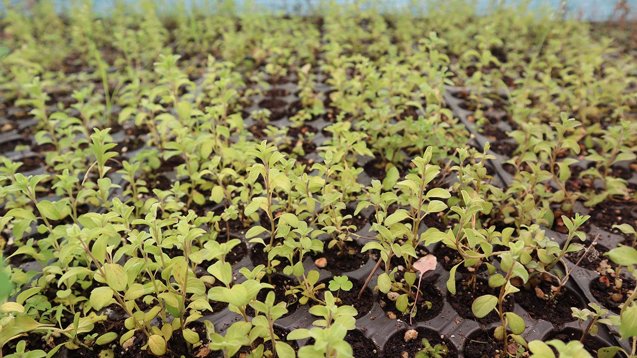 Yalova Tibbi Aromatik Bitki Sera Haber (9)