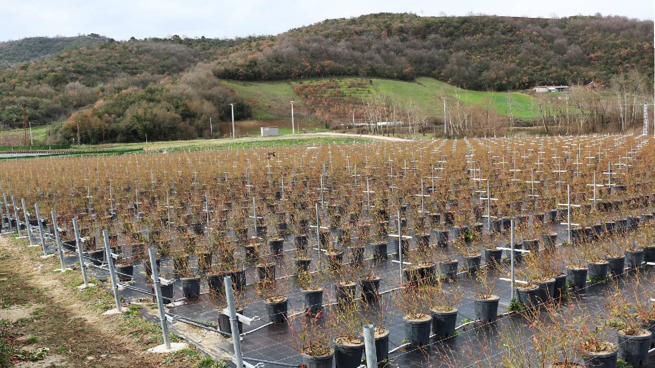 Müdür İlmeç, Karadere’de Yaban Mersin’i Üretimini İnceledi (2) Haber