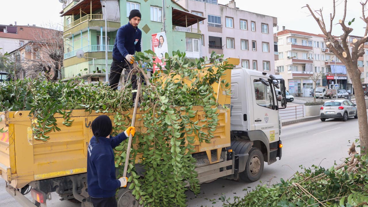 Şehit Ömer Faydalı Caddesinde Ağaçlar Budandı (3)