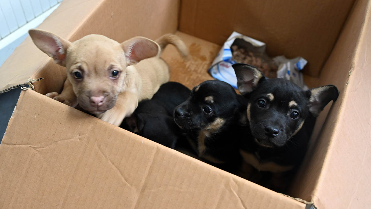 Yalova Belediyesi Sahipsiz Canlar Için Harekete Geçti (1)