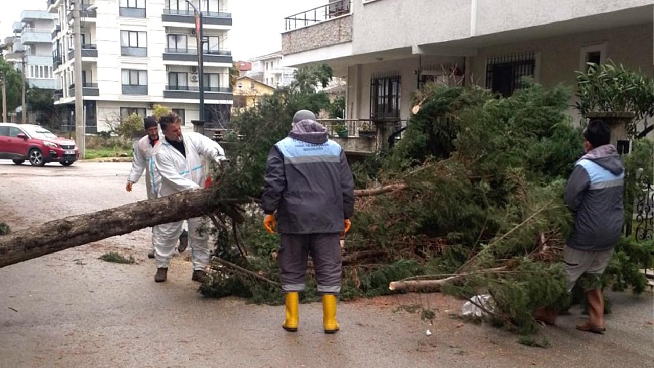 Yalova Ciftlikkoy Agac Haber Firtina (5)
