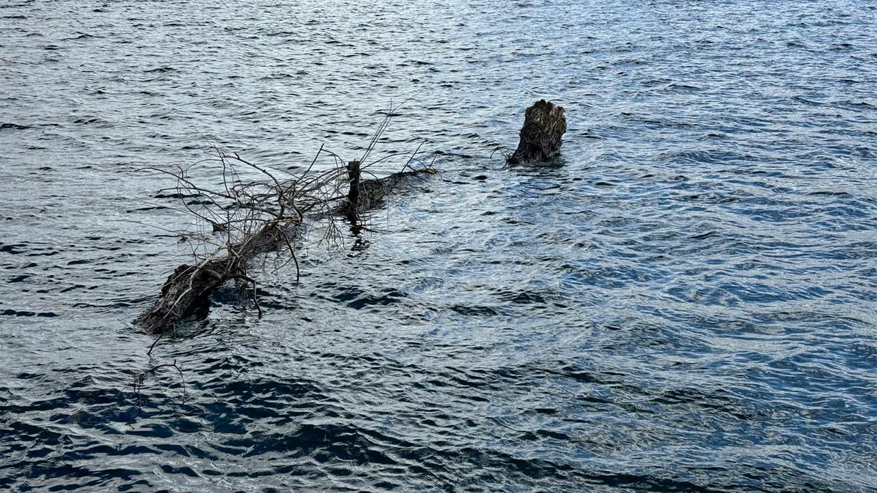 Yalova Il Tarim Orman Mudurluk Marmara Deniz Agac Tehlike (4)