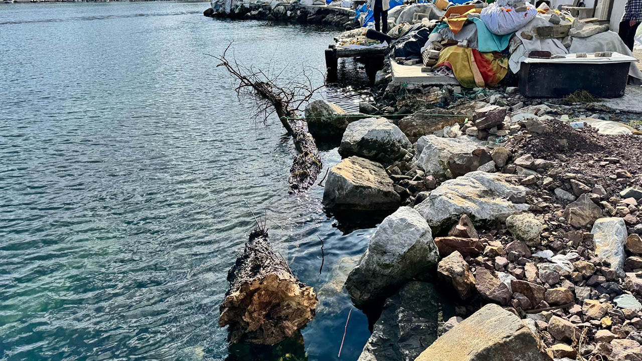 Yalova Il Tarim Orman Mudurluk Marmara Deniz Agac Tehlike (5)