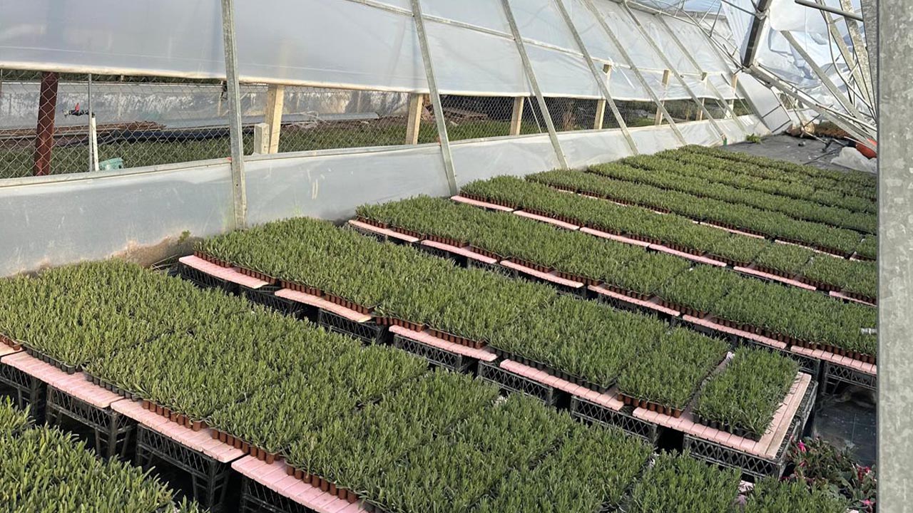 Yalova Sus Bitkiler Ureticiler Susbir Baskan Lodos Felaket Sera Zarar (1)