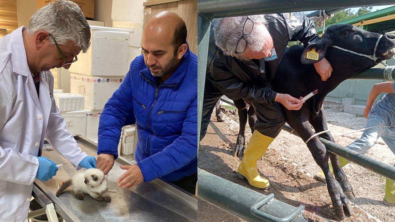 Yalova’da 22 Bin Evcil Hayvan Kayıt Altına Alındı (1)