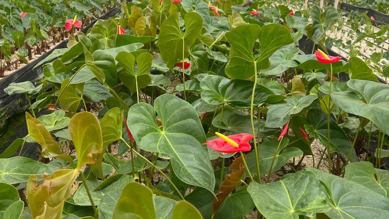 İl Müdürü İlmeç, Antoryum Serasını Ziyaret Etti (3)