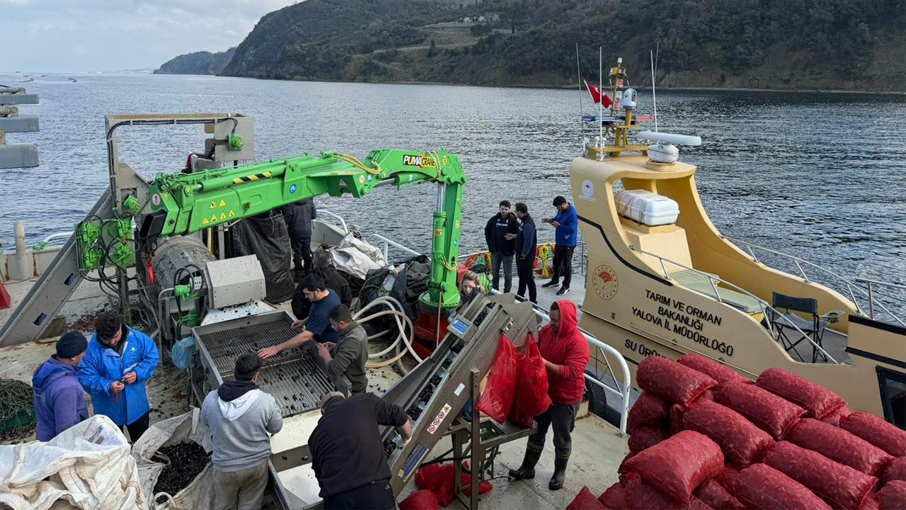 Japon Heyet, Midye Çiftliklerini İnceledi (2)