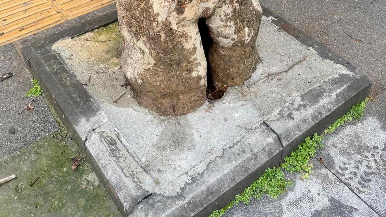 Yalova Belediye Kibris Sokak Cinar Agac Beton Dokme Tepki Aciklama (2)