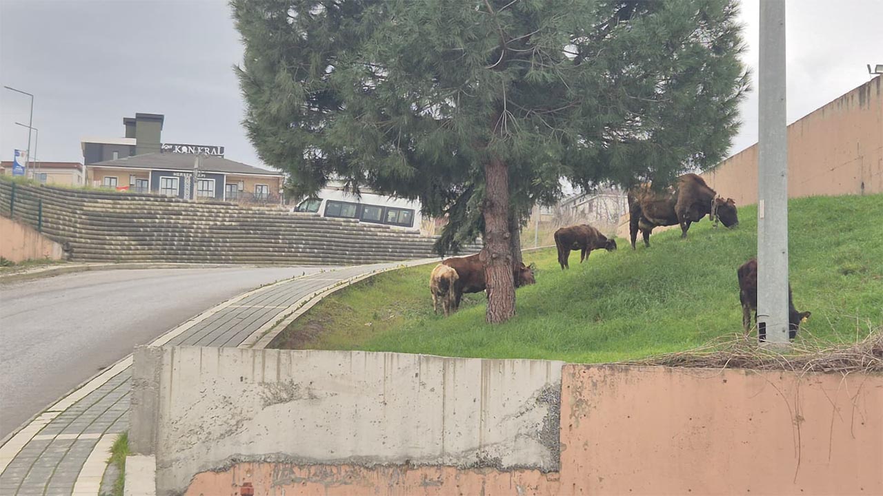 Yalova Sehir Otobus Terminal Buyukbas Hayvan Inek Otlama (1)