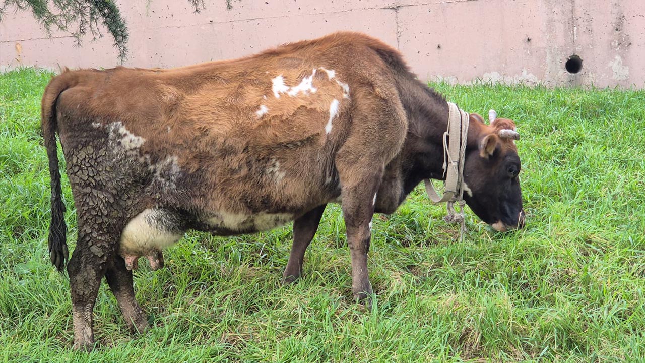 Yalova Sehir Otobus Terminal Buyukbas Hayvan Inek Otlama (4)