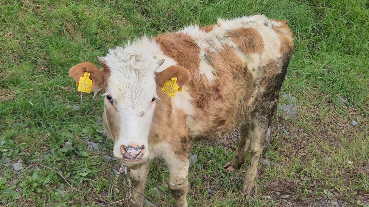 Yalova Sehir Otobus Terminal Buyukbas Hayvan Inek Otlama (5)