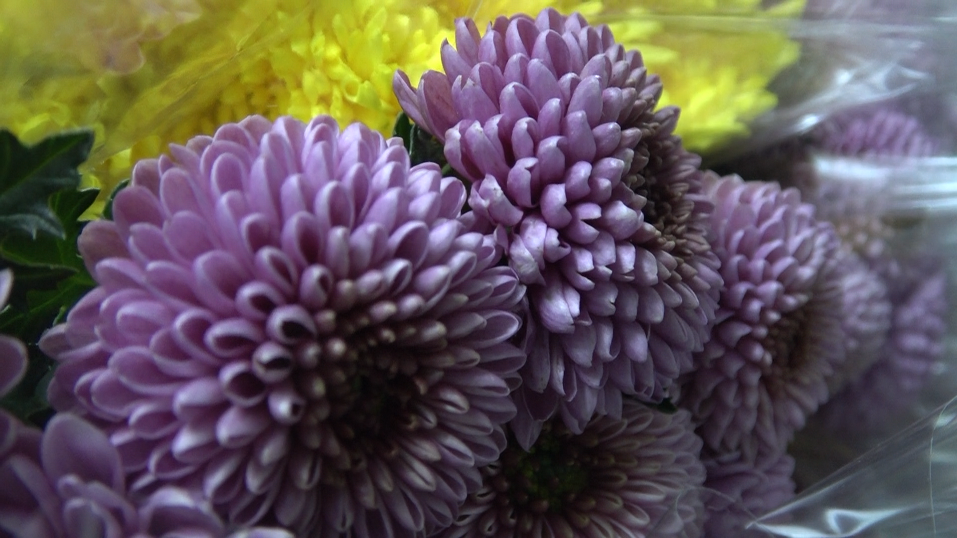 Yalova’da Çiçek Mezatlarında Sevgililer Günü Hareketliliği (6)