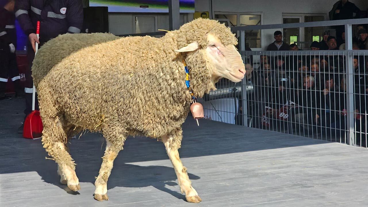 Koç, 1 Milyon 110 Bin Tl'ye Satıldı (4)