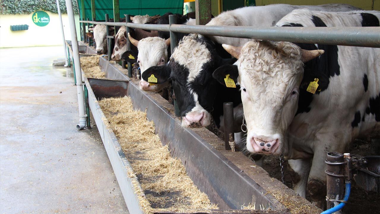 Yalova Gulec Kardesler Kurban Bayram Hazirlik Satislar Basliyor (15)