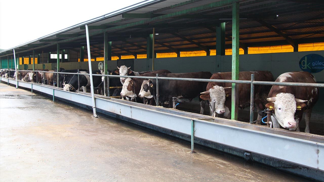 Yalova Gulec Kardesler Kurban Bayram Hazirlik Satislar Basliyor (18)