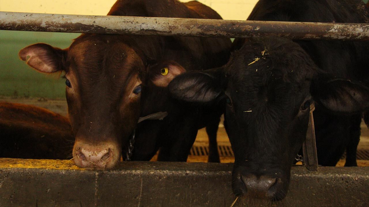 Yalova Gulec Kardesler Kurban Bayram Hazirlik Satislar Basliyor (6)