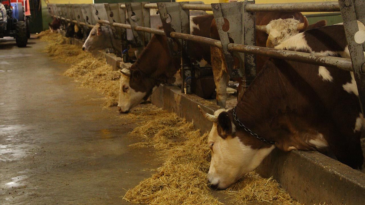 Yalova Gulec Kardesler Kurban Bayram Hazirlik Satislar Basliyor (8)