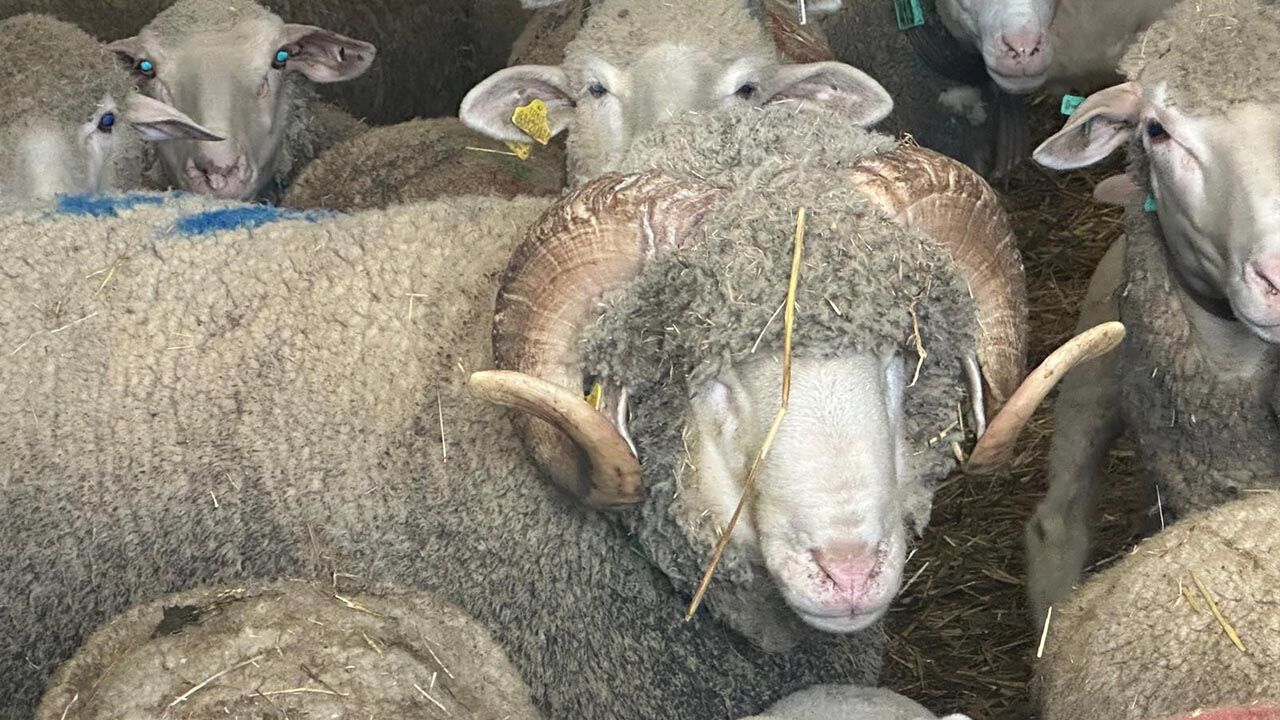 Milyonluk Koçun Kuzuları Için Bugünden Sıraya Girdiler (2)