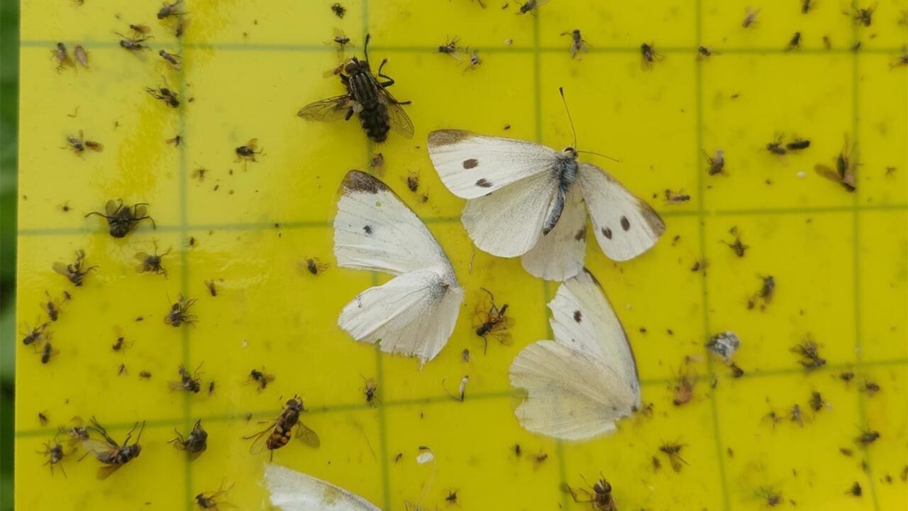 Yalova Ortualti Uretim Sebze Saha Calisma Denetim Tarim (1)