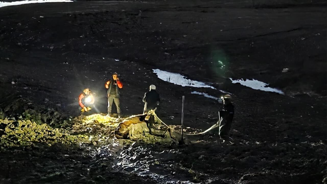 Yalova 112 Acil Merkezi Pasakent Mahalle Buyukbas Hayvan (2)