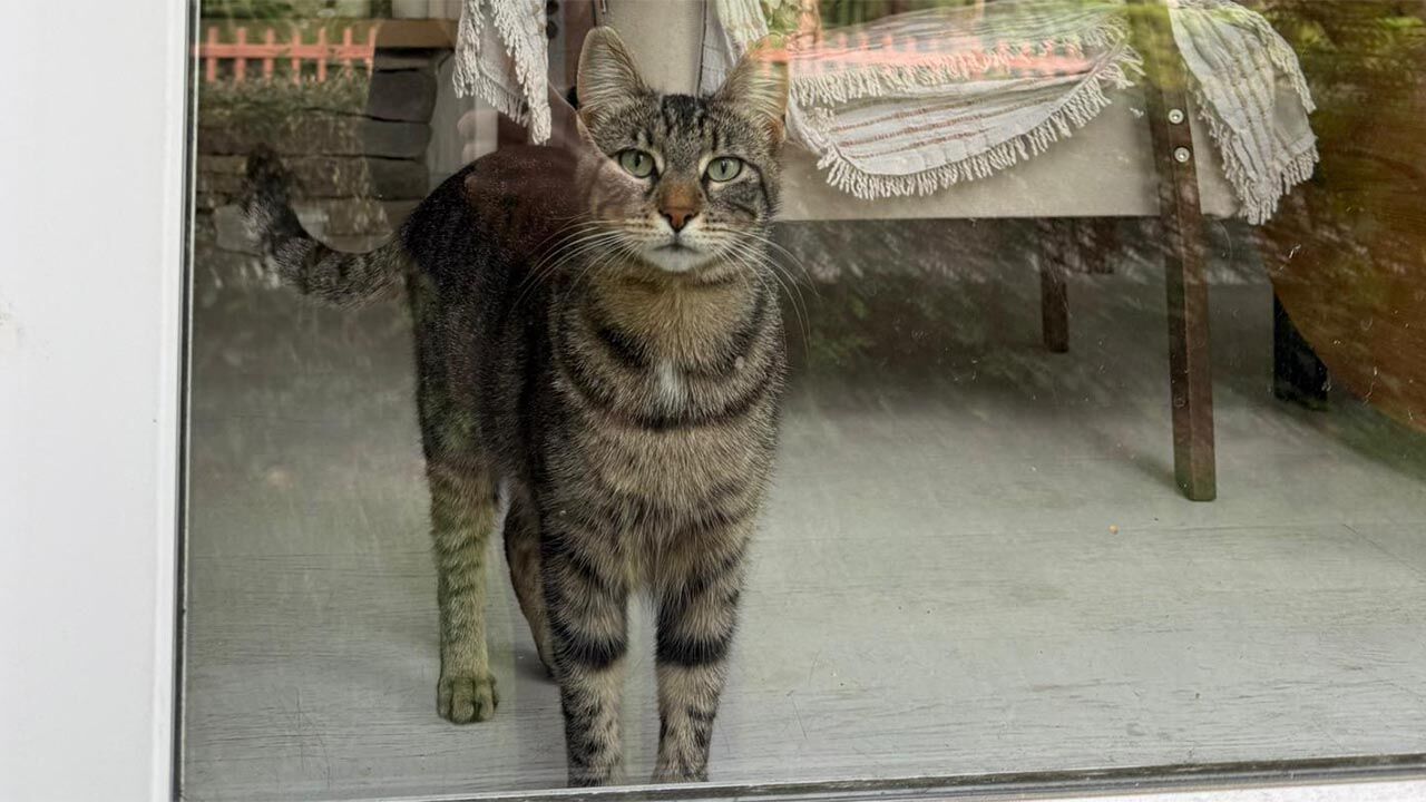 Yalova Ciftlikkoy Siteler Mahalle Disi Kedi Kayip Yardim Cagri (1)