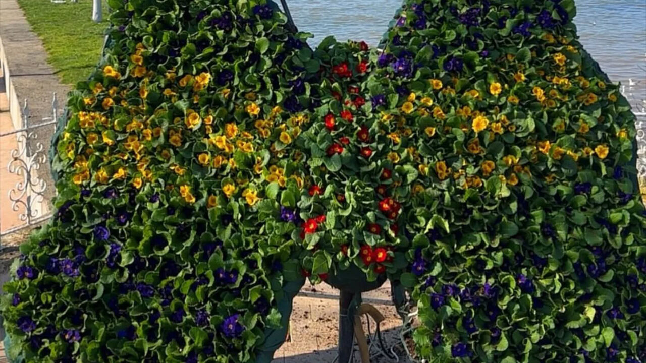 Yalova Cinarcik Belediye Ozgurluk Parki Kelebek Cicek (1)