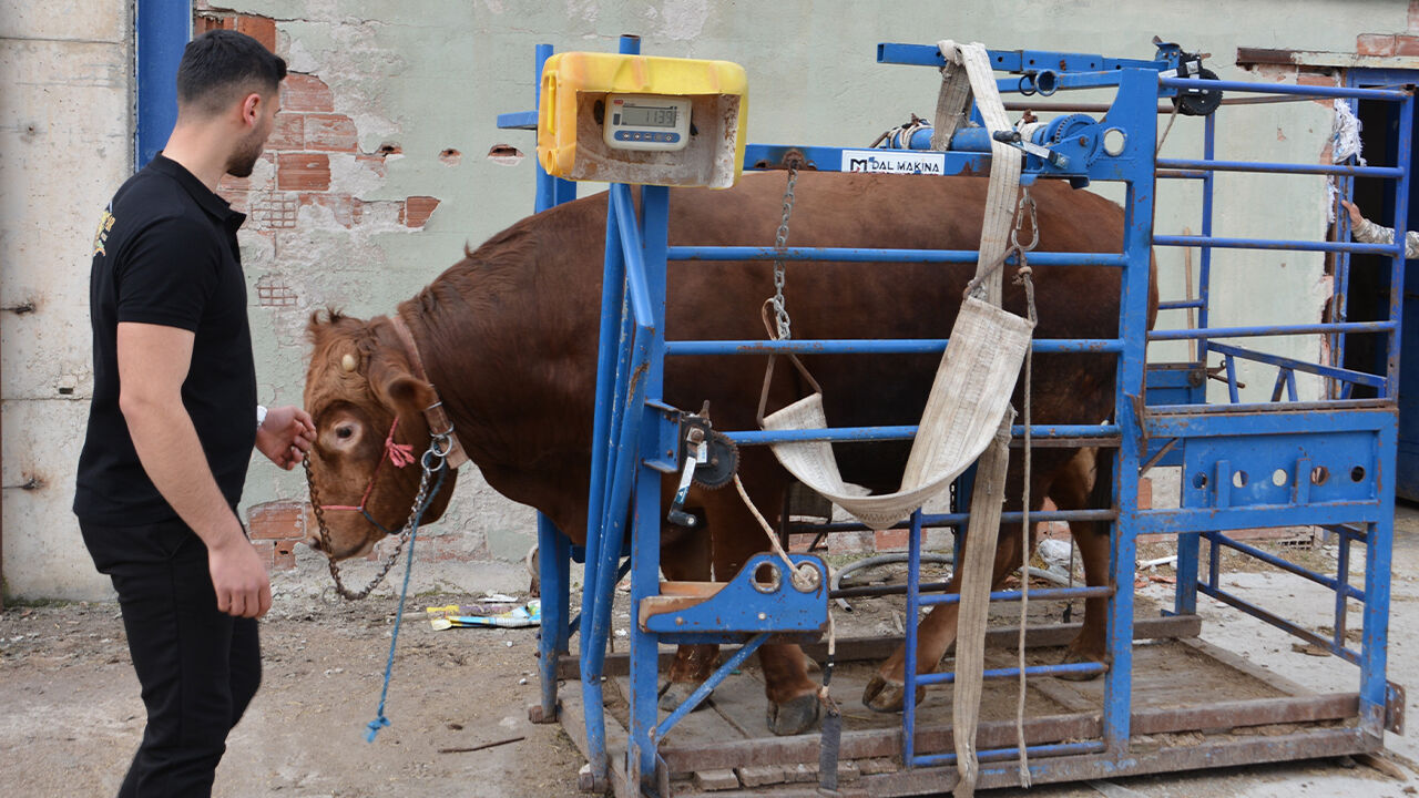 Bir Ton 140 Kilogramlık Kurbanlık Dana 575 Bin Liraya Alıcı Buldu (3)