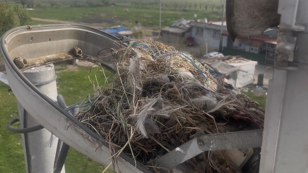 Sokak Lambaları Kuşlara Yuva Oldu (4)