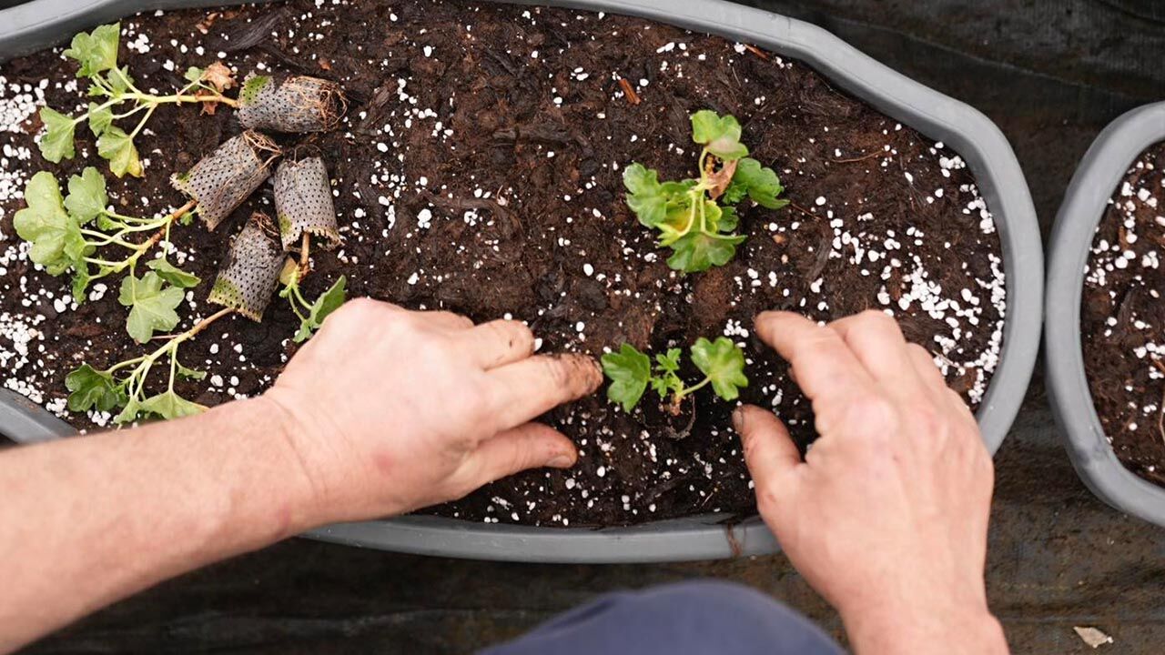 Yalova Belediyesi Sera Cicek Uretim (1)