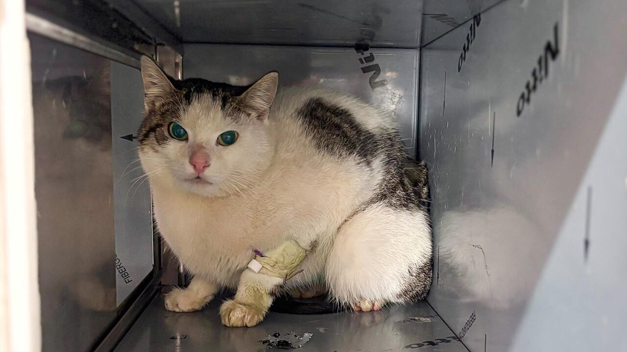 Yalova Ciftlikkoy Belediyesi Veteriner Sansli Kedi Sahiplenme Cagri (2)