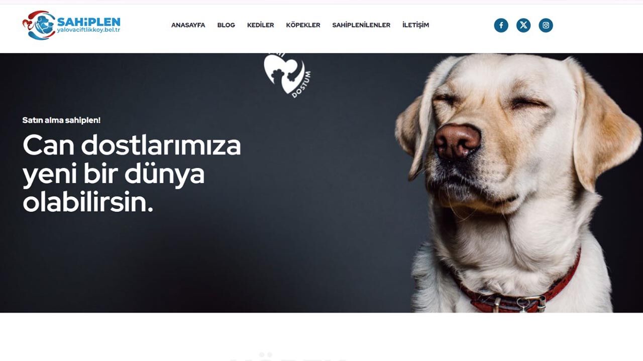 Yalova Ciftlikkoy Veteriner Belediye Sansli Kedi Sahiplenme (1)-1