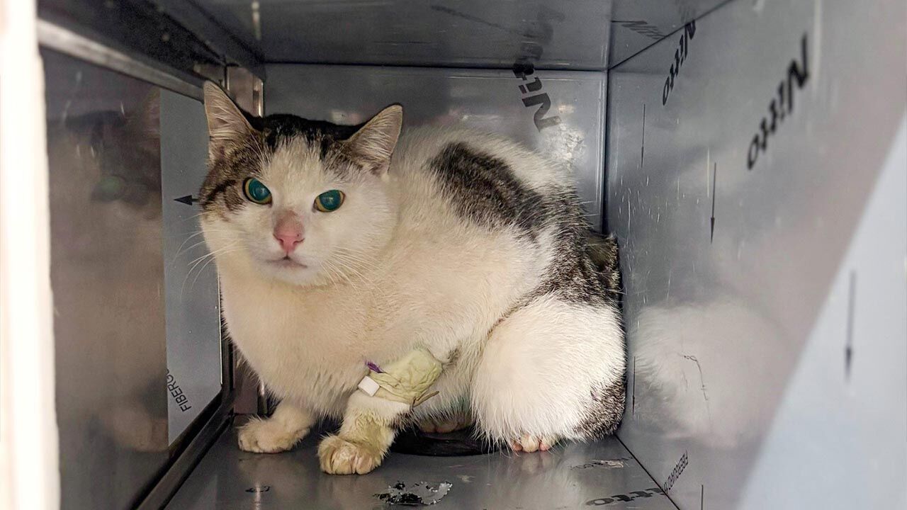 Yalova Ciftlikkoy Veteriner Belediye Sansli Kedi Sahiplenme (2)-1