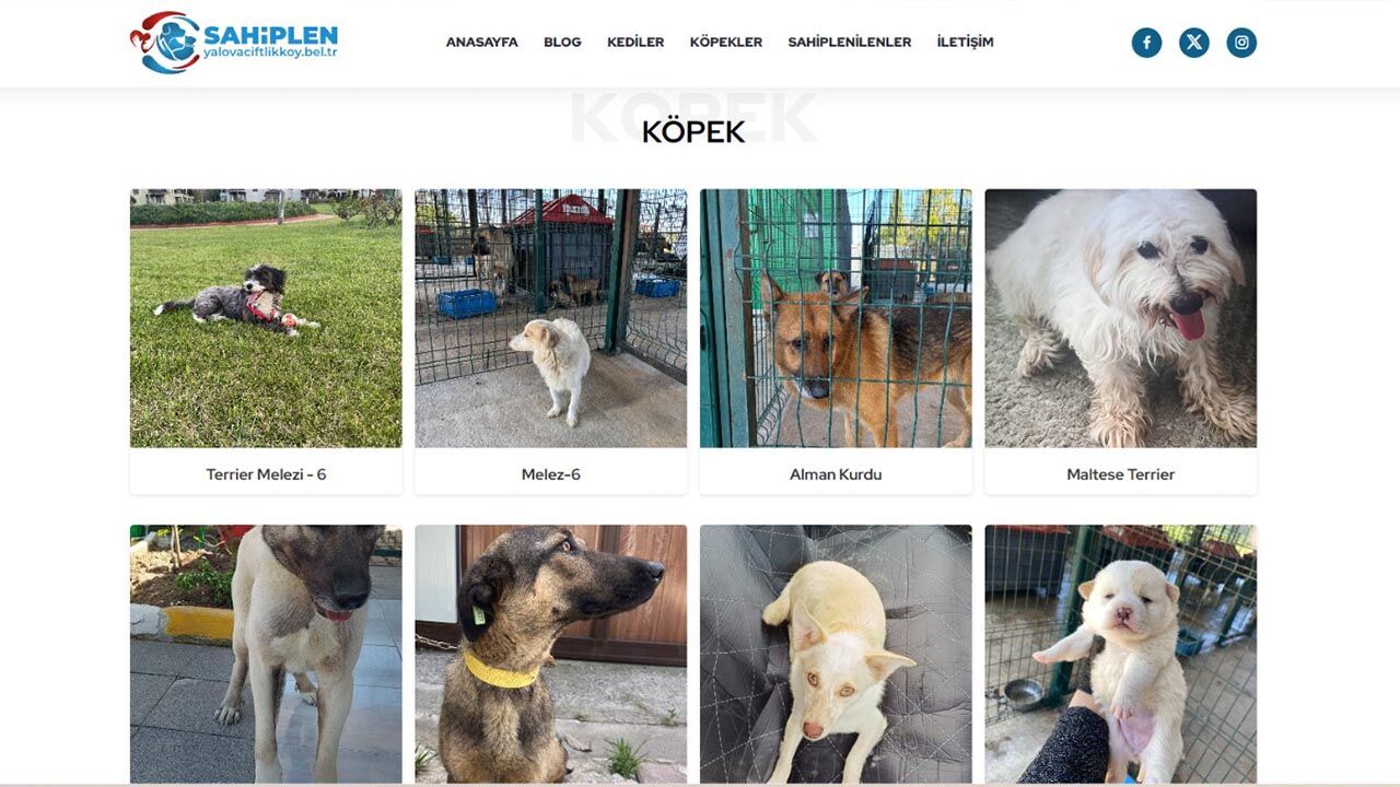 Yalova Ciftlikkoy Veteriner Belediye Sansli Kedi Sahiplenme (4)-1