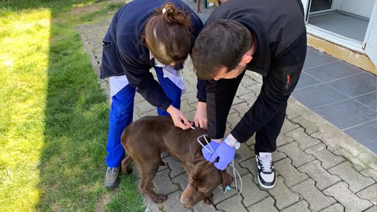 Yalova Cinarcik Sokak Hayvan Bakim Merkezi Labrador Rottweiler Cins Kopek Sahiplendirme (1)