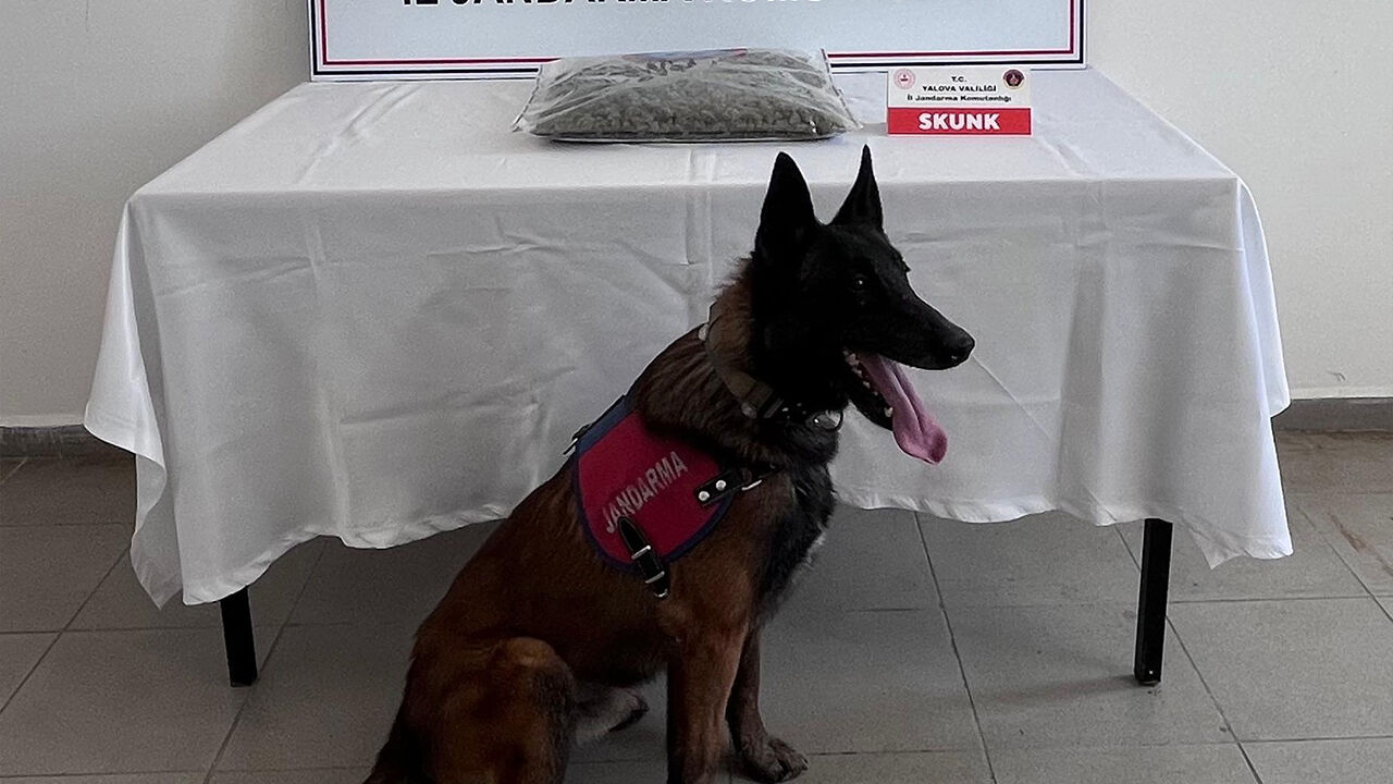 Yalova Il Jandarma Komutanlik Uyusturucu Skunk Madde Ele Gecirme Tutuklama(2)