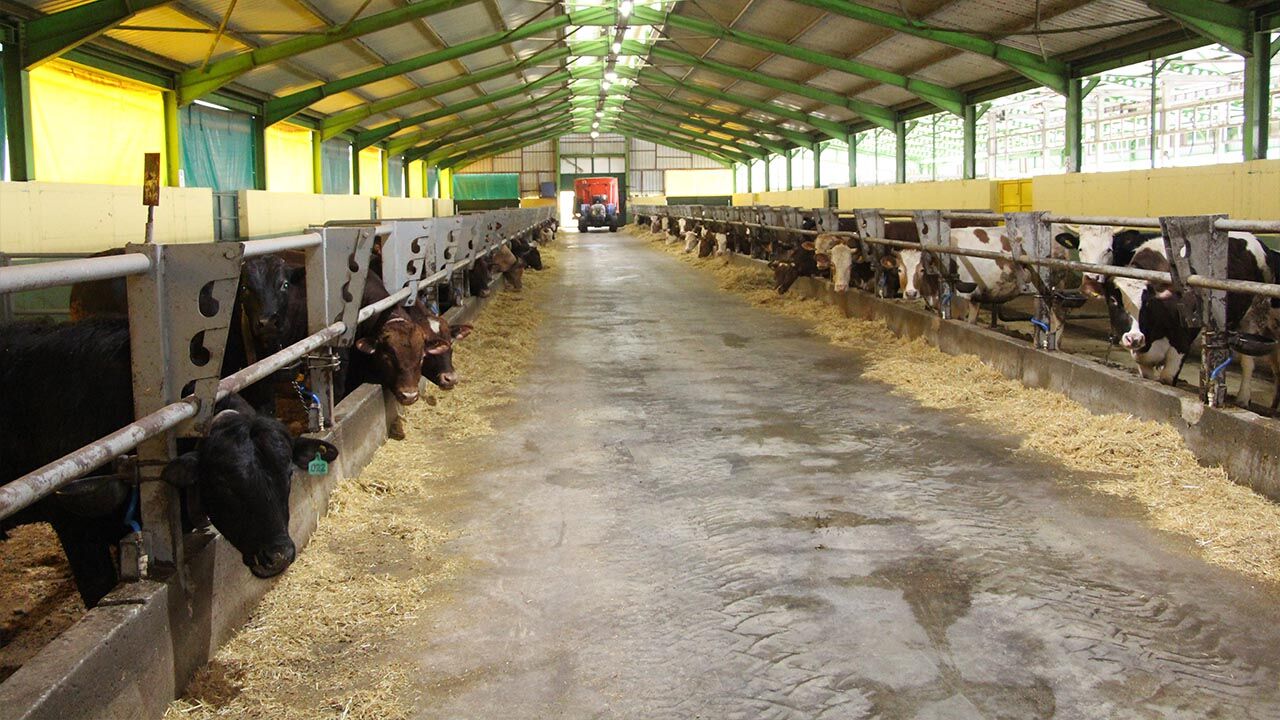 Yalova Kurban Bayram Gulec Kardesler Satis Devam Ediyor (3)